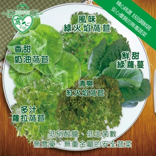 sgs窝心菜铺奶油莴苣