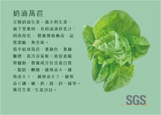 sgs窝心菜铺奶油莴苣